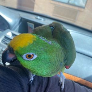 Meet your Posher, Fidel